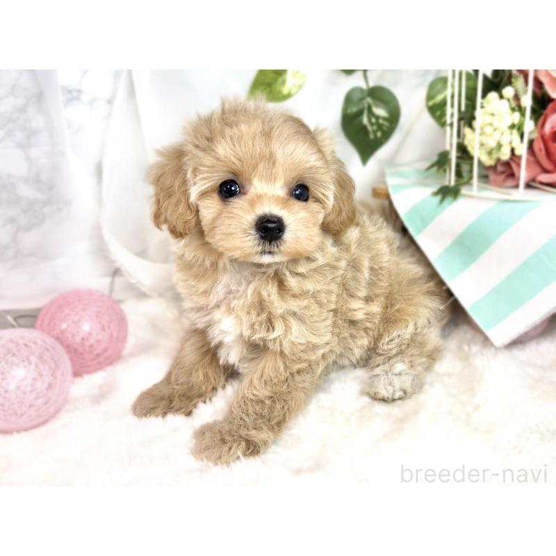 成約済の滋賀県のマルプー:マルチーズ×トイプードル-411757の3枚目